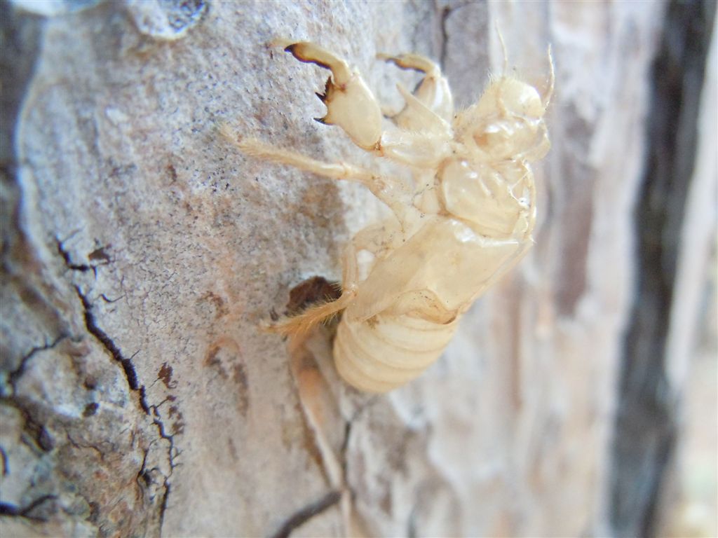 Cicada orni + altra, da Creta